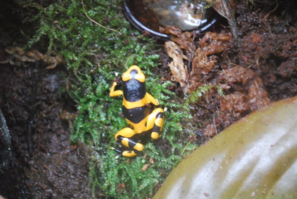 Frog identification Dendroboard